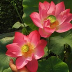 red-asiatic-lotus.jpg
