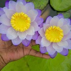 austrailian-waterlily.jpg