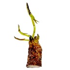 bare-waterlily-tuber.jpg