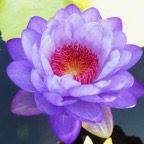 blue-austrailian-waterlily.jpg
