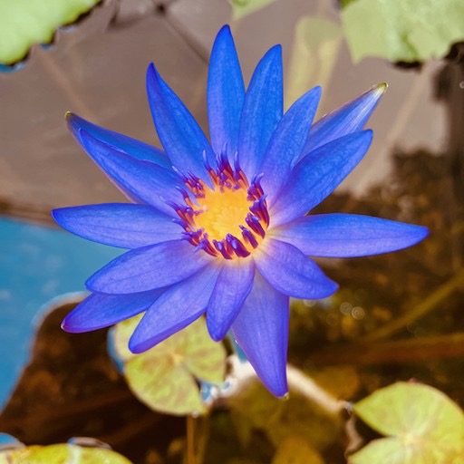 'Tina' Blue Tropical Waterlily Flower #bluelotus #lilyflower #waterlillies https://waterlilybear.com/aquatic-plants/tropical-waterlily.html