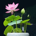 pink-bowl-lotus.jpg