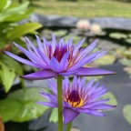 colorata-tropical-waterlily.jpg