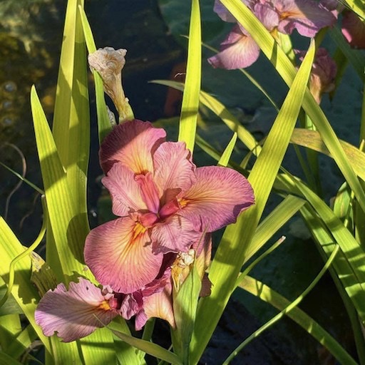 Native Red Copper Water Iris #irises #wateririses https://waterlilybear.com/aquatic-plants/marginal-plants.html