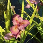 copper-water-iris-flower.jpg