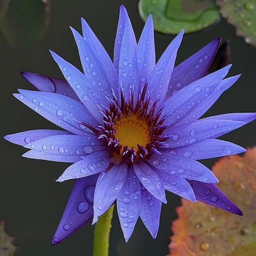 'Director George T. Moore' Ultraviolet Tropical Waterlily Blossom #purpleflower #tropicalwaterlily https://waterlilybear.com/aquatic-plants/tropical-waterlily.html
 