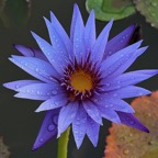 dark-purple-tropical-waterlily.jpg