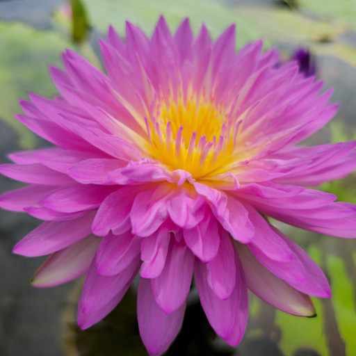 Double-Petal Pink Tropical Water Lily #pinkflower #waterlilies https://waterlilybear.com/aquatic-plants/tropical-waterlily.html
