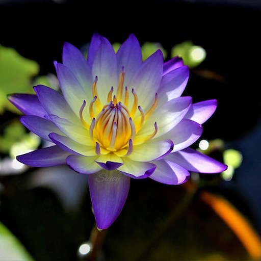 Bi-Color Blue Lotus Waterlily Flower #nymphaea #bluelotus https://waterlilybear.com/aquatic-plants/tropical-waterlily.html

