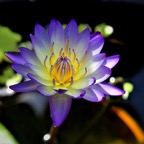 glowing-blue-waterlily.jpg