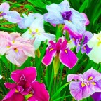 japanese-ensata-water-iris.jpg