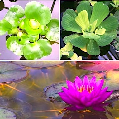 Pond Plant Starter Collection #watergarden #pondplants https://waterlilybear.com/questions/pond-plant-propagation.html 