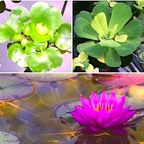 lily-pond-plant-collection.jpg