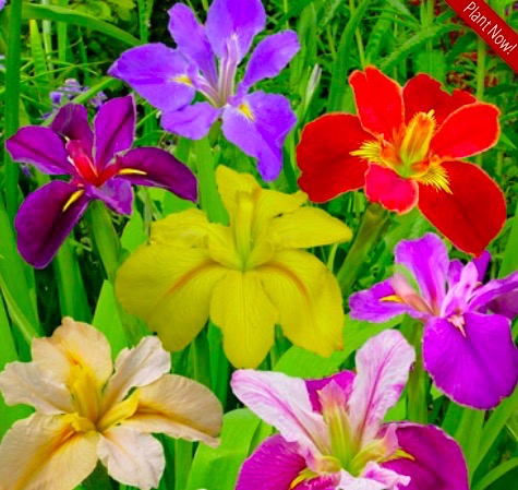 Mixed Color Louisiana Water Iris Plants #aquaticplants #irises https://waterlilybear.com/aquatic-plants/marginal-plants.html 