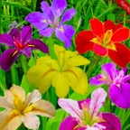 louisiana-water-irises.jpg