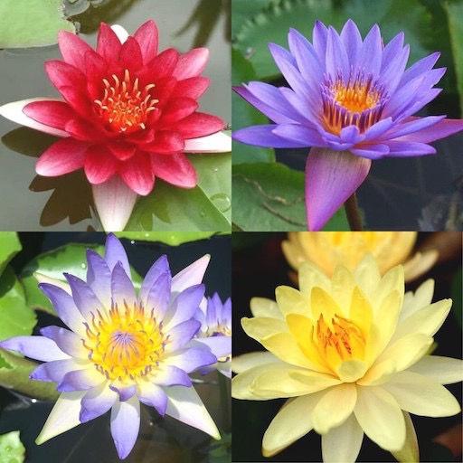 Mixed Color Waterlily Plants Collection #tubgarden #waterlilies https://waterlilybear.com/blog/index.html
