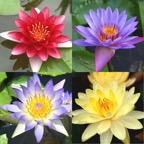 mixed-waterlily-collection.jpg