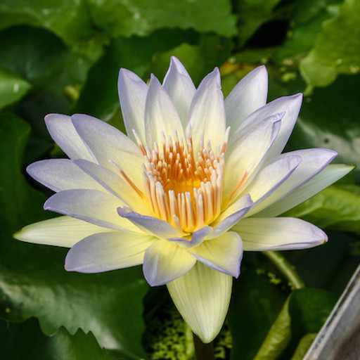 'Moonbeam' - Blue x Yellow Hybrid Tropical Waterlily #nymphaea #waterlilyhybrid https://waterlilybear.com/aquatic-plants/tropical-waterlily.html