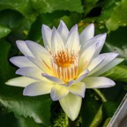 moonbeam-tropical-waterlily.jpg