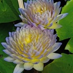 multi-petal-waterlily.jpg