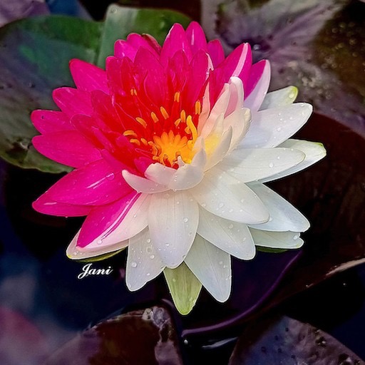 Genetic Mutant Hardy Waterlily Flower #hardywaterlily #mutantflower https://waterlilybear.com/aquatic-plants/hardy-waterlily.html
