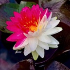 mutant-waterlily.jpg