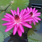 night-blooming-waterlily.jpg