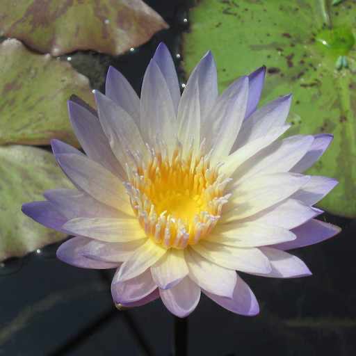 Pale Blue Tropical Water Lily Blossom #blueflower #pondplant https://waterlilybear.com/aquatic-plants/tropical-waterlily.html