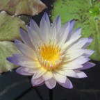 pale-blue-waterlily.jpg