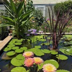 patio-water-garden.jpg
