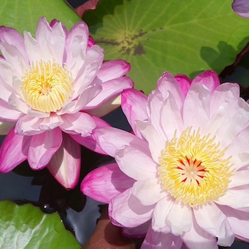 Pink Austrailian Tropical Waterlily Flowers #aussiewaterlily #ancephya #tropicalplant https://waterlilybear.com/aquatic-plants/tropical-waterlily.html