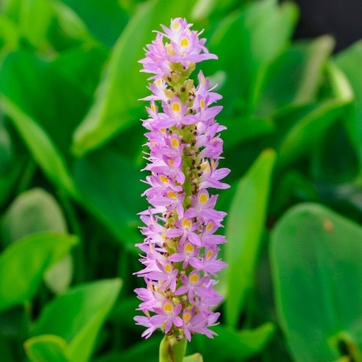 Pink Pickerel Weed Pond Plant Flower #marginalplant #pondplants https://waterlilybear.com/aquatic-plants/marginal-plants.html