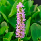 pink-pickerel-plant.jpg
