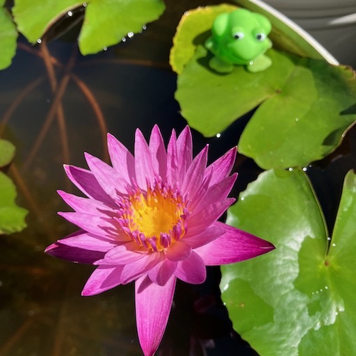 Raspberry Pink Tropical Waterlily Flower #pinkwaterlily #pinkflower https://waterlilybear.com/aquatic-plants/tropical-waterlily.html
