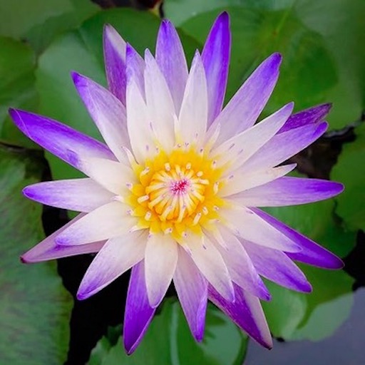 'Purple Joy' Tropical Waterlily Flower #purplejoy #purplewaterlily https://waterlilybear.com/aquatic-plants/tropical-waterlily.html