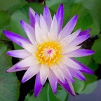 purple-joy-tropical-waterlily.jpg