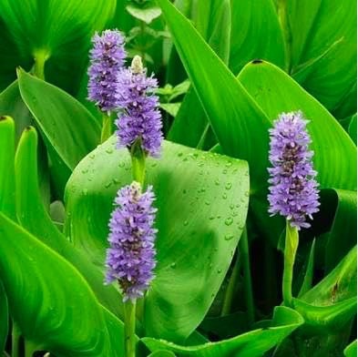 Purple Pickerel Pond Plant Flowers #pickerelweed #pickerelrush https://waterlilybear.com/aquatic-plants/marginal-plants.html
