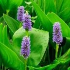 purple-pickerel-weed-plants.jpg