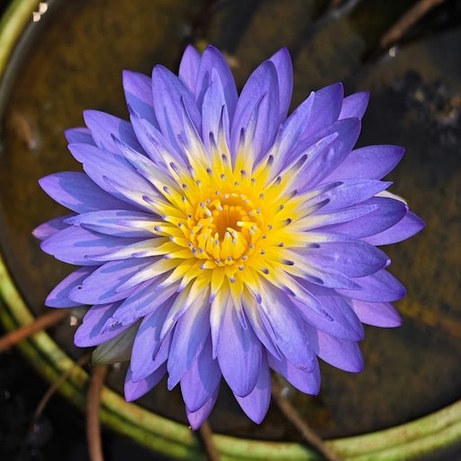 Lavender Purple Tropical Nymphaea Flower https://waterlilybear.com/blog/index.html