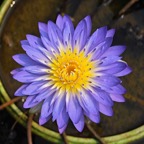 purple-tropical-waterlily.jpg