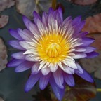 purple-white-waterlily.jpg