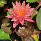 red-hardy-waterlily.jpg
