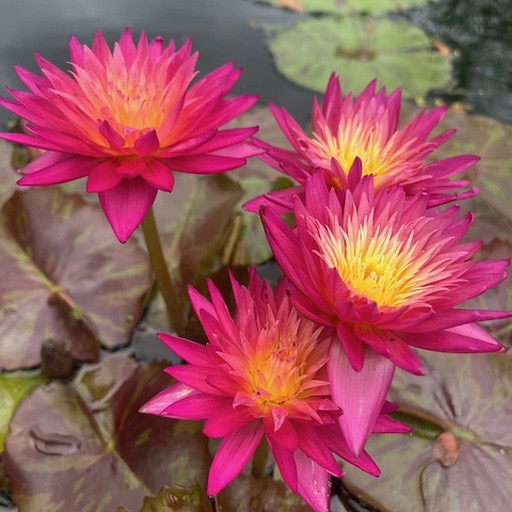 Bright Red Tropical Water Lily Flowers #redflower #redwaterlily https://waterlilybear.com/aquatic-plants/tropical-waterlily.html
