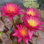 red-tropical-waterlilies.jpg