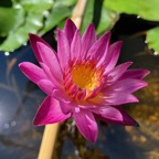 red-tropical-waterlily.jpg