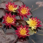 ring-of-fire-waterlily.jpg