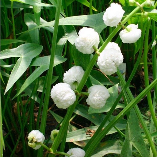 Double-Flowered Sagittaria Japonica - Japanese #Arrowhead #pondplant https://waterlilybear.com/aquatic-plants/marginal-plants.html
