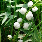 sagittaria-japonica-arrowhead-flowers.jpg
