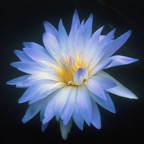 serendipity-sky-blue-tropical-waterlily.webp
