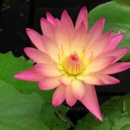 talisman-tropical-waterlily.jpg